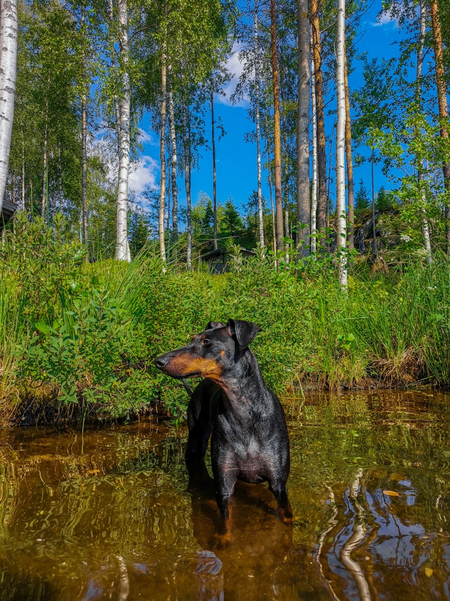 Hei hei kesä