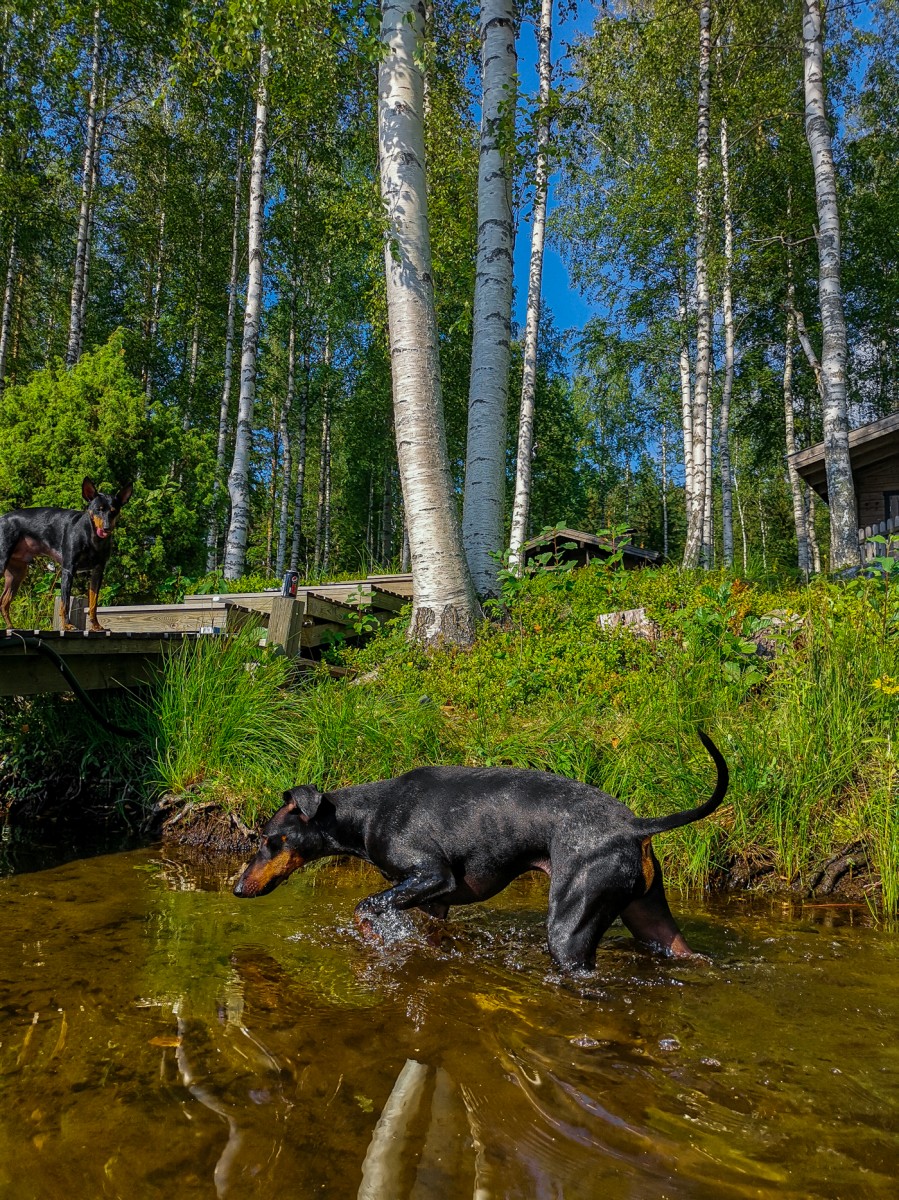 Hei hei kesä
