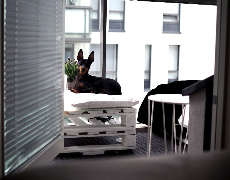 Ikävä on surullinen asia, mutta se ei voi tappaa ketään..