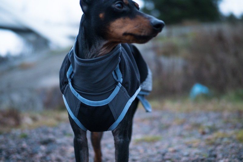Koirien uudet kuteet