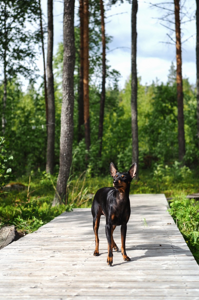 Mökkilaiffii
