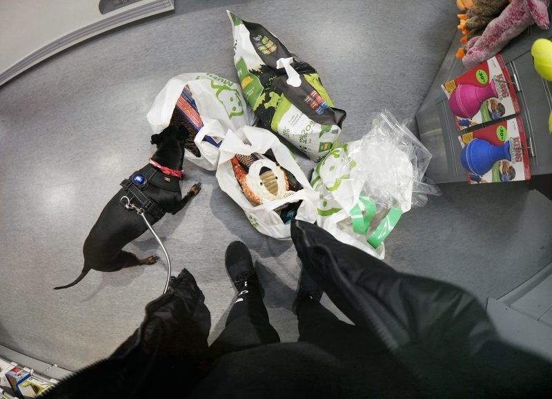 Pentu tulee kotiin