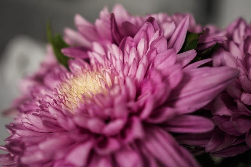 Sampan synttärit