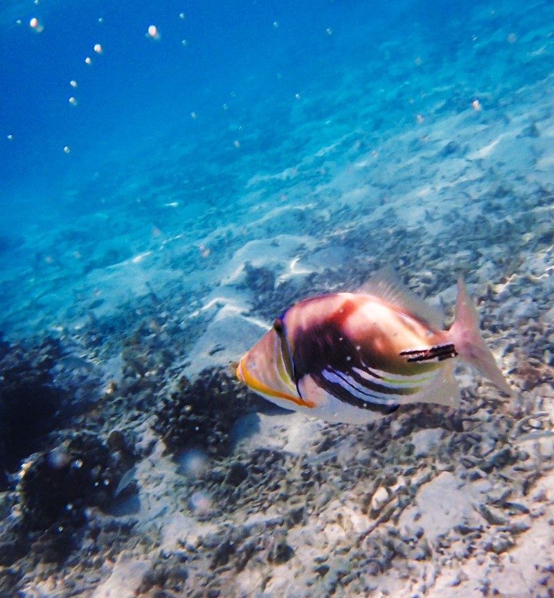 under the sea