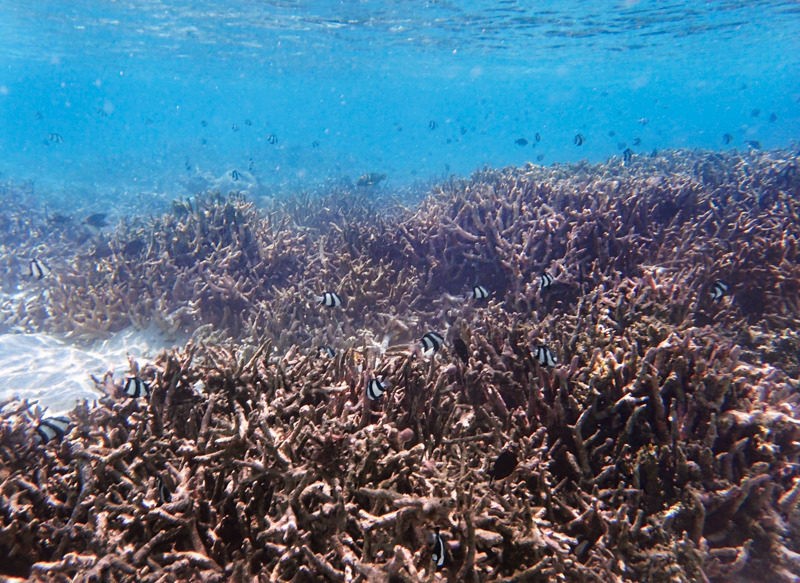 under the sea