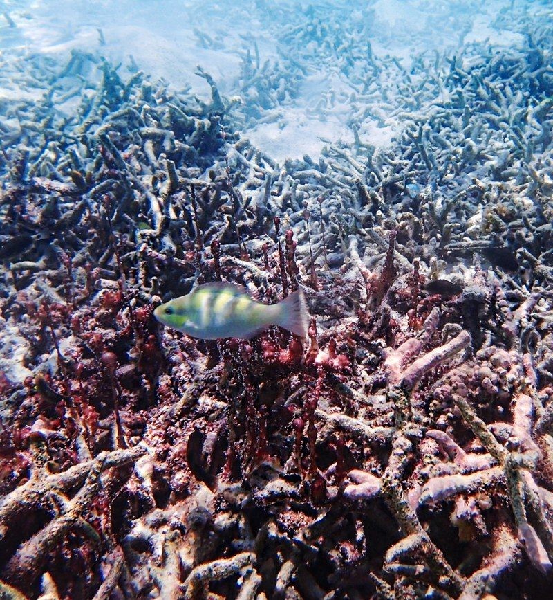 under the sea