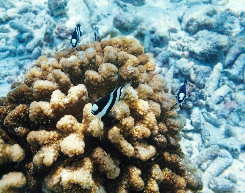 under the sea