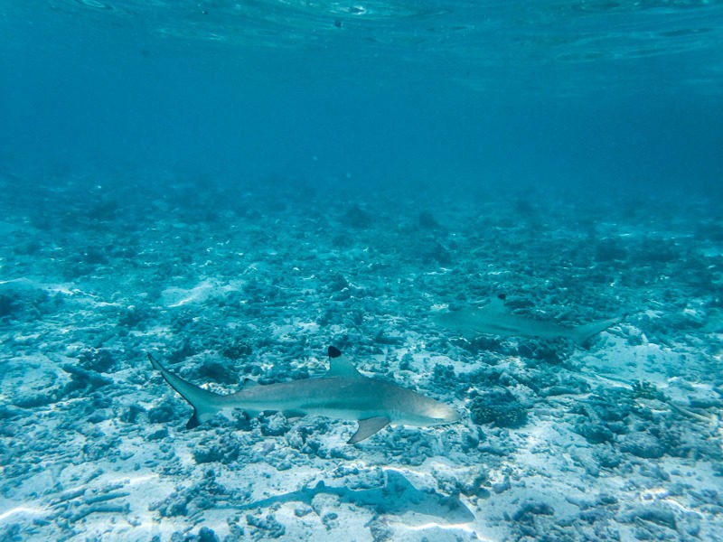 under the sea